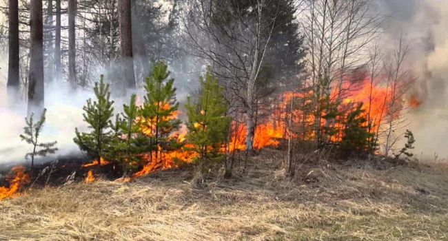 Спасатели полностью ликвидировали лесной пожар под Днепром 