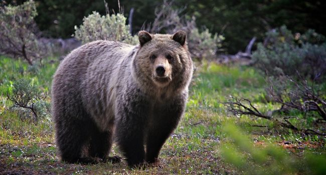 Дикий медведь до смерти напугал работников российского завода