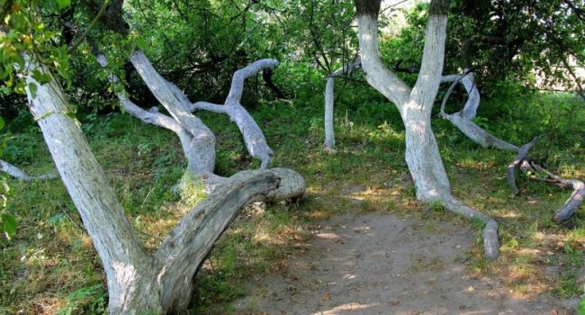 Названо одно из самых старых деревьев в Украине