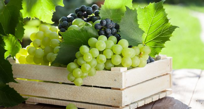 Виноград – лекарство от многих заболеваний