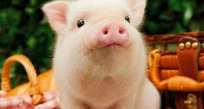 На праздновании Дня села в Волынской области обидели свиней