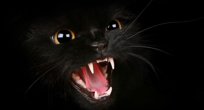 Домашние... убийцы: Коты способны заразить хозяев смертельно опасным заболеванием