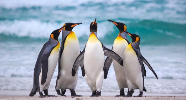 Глобальное потепление или что-то другое: Ученые обнаружили в Африке королевских пингвинов