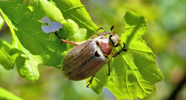 Исчезнет аллергия на пыльцу: ученые обнаружили уникальные свойства листового жука