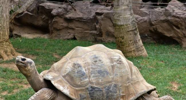 Настоящее чудо: в Эквадоре отпустили на волю черепаху, которая спасла целый вид 