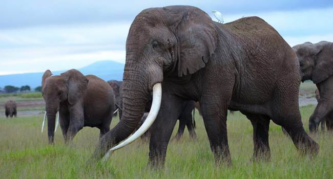 Природная катастрофа: всего за месяц в Африке загадочным образом погибли сотни слонов