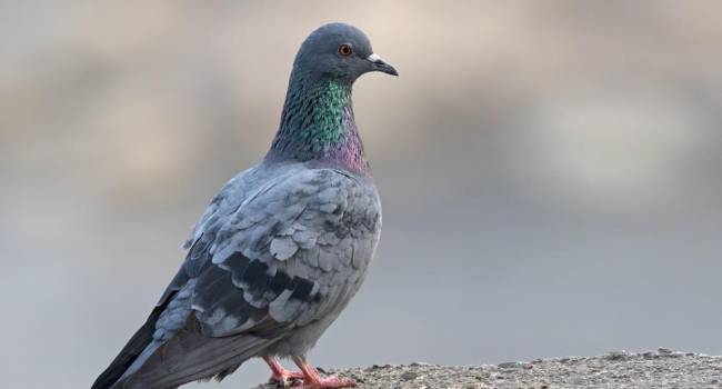 Возраст более 60 тысяч лет: в Океании обнаружены останки древнего гигантского голубя