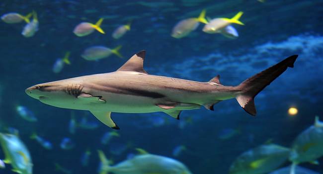 Ученые заявили о полном исчезновении акул с коралловых рифов