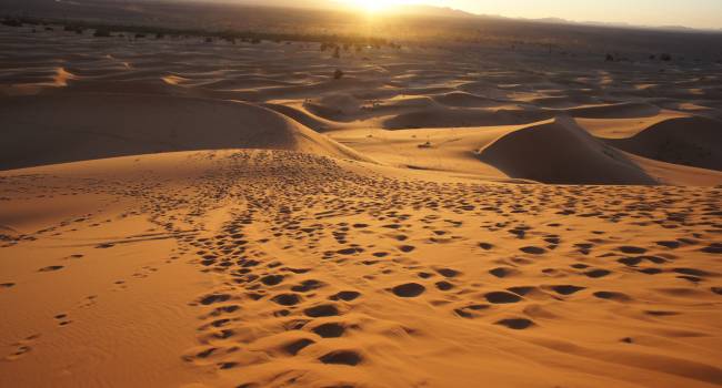 Ученые обнаружили в пустыне Сахаре почти 2 млрд деревьев