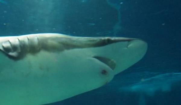 Власти Египта приступят к выяснению обстоятельств нападения акулы на туристов из Украины 