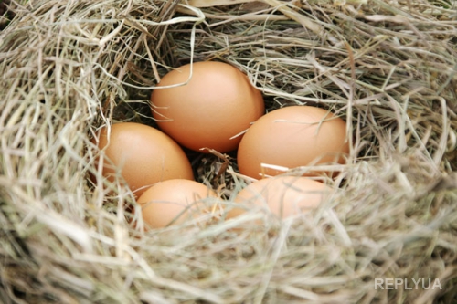 Новые исследования показали - куриные яйца способствуют похудению