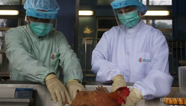 Птичий грипп проклюнулся во Франции