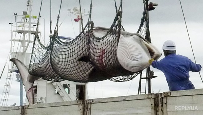 Япония возобновит убийство китов
