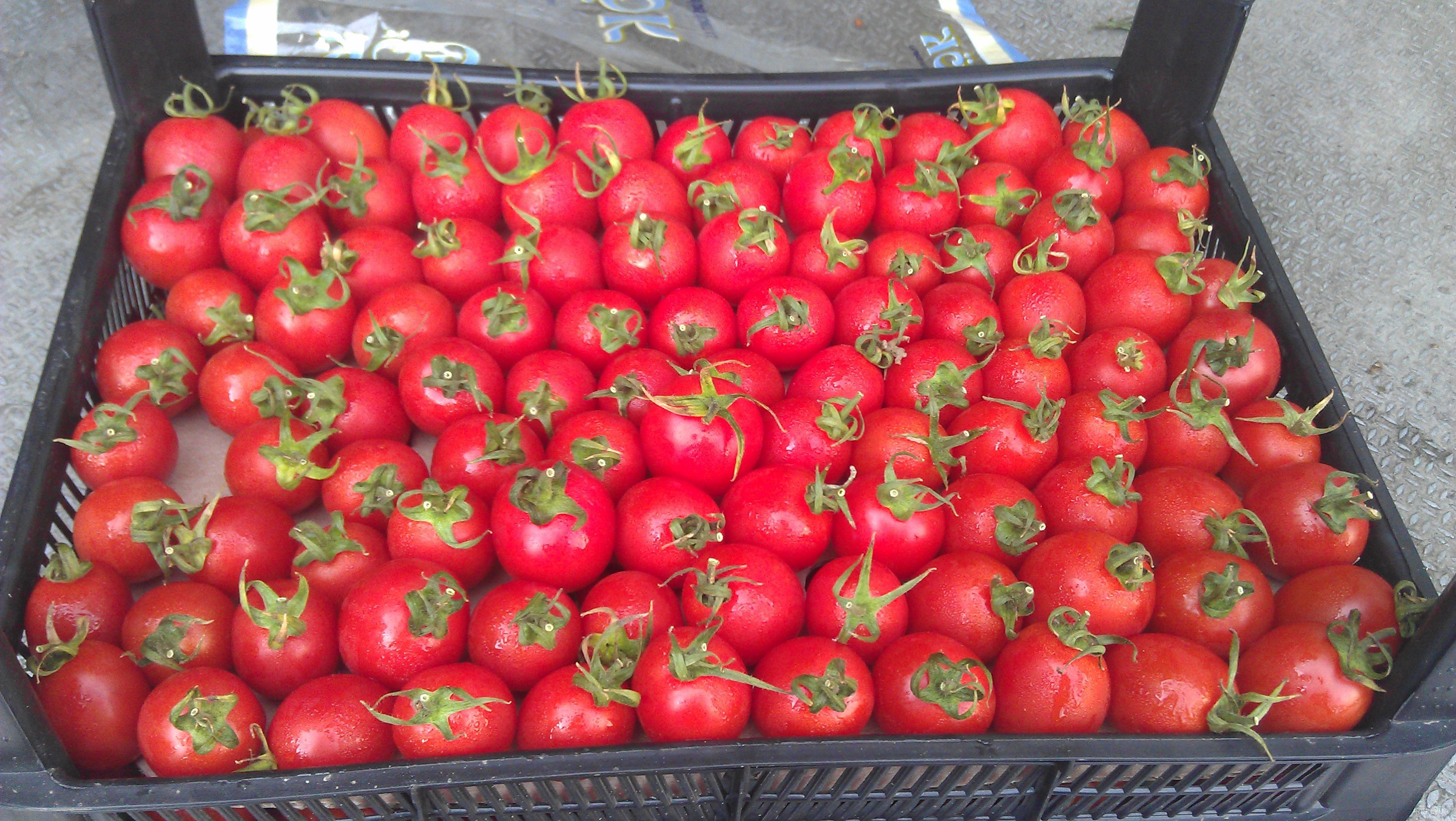 1000 семян томатов. Томаты черри турецкие. Томат-черри Блосэм" f1. Помидоры черри розовые. Розовые помидоры в ящиках.