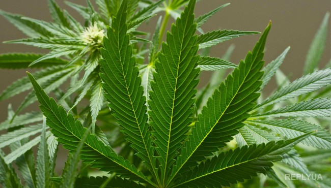 Канадские власти назвали марихуану лекарственным препаратом и разрешили к продаже