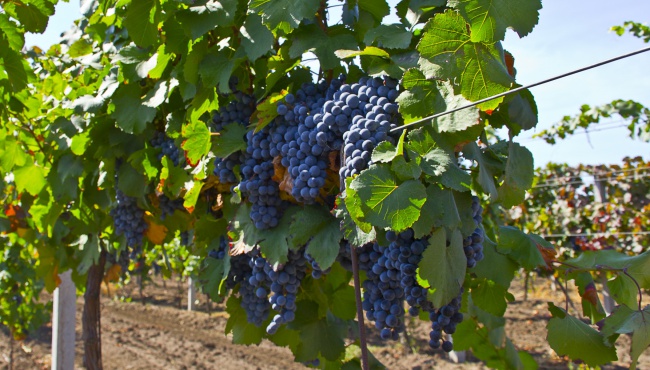 Владелец подшипниковой корпорации скупил виноградники в Крыму и подарил их жене