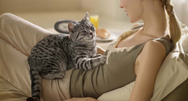 Ученые из Швеции расскажут, о чем говорят кошки с хозяевами