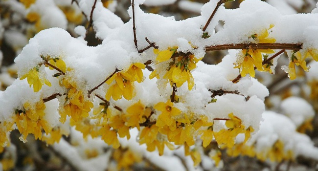 Синоптики: в Киеве снова снег и похолодание