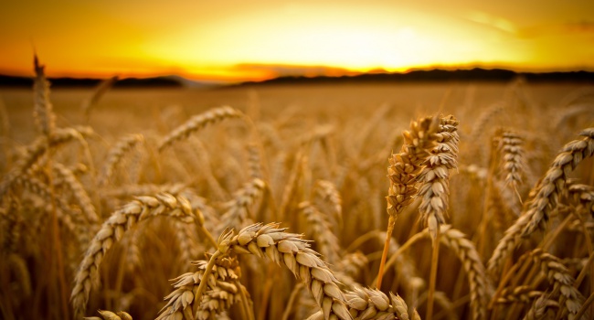 Благодаря СБУ спасено 45 тыс. т государственной пшеницы