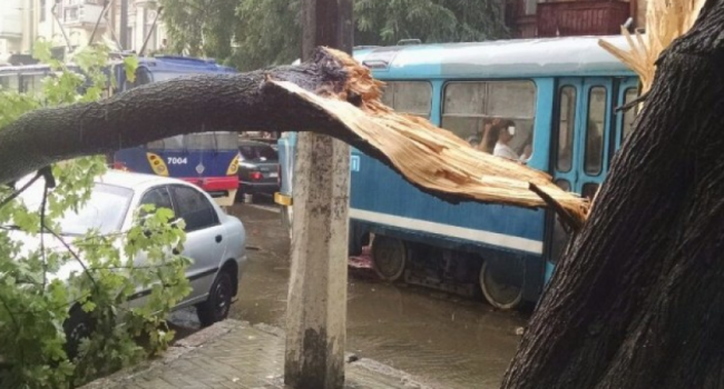 Из-за дождя и ветра в Одессе повалены десятки деревьев