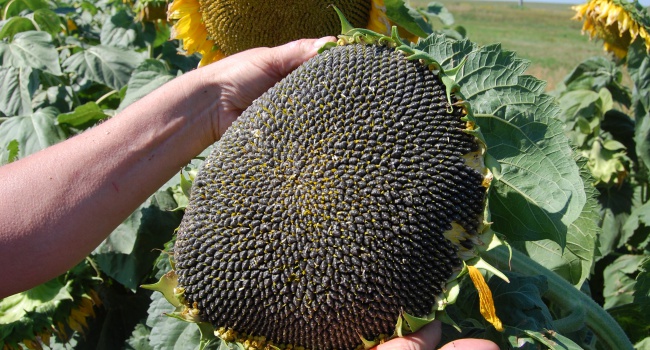 В Украине резко растет импорт семян подсолнечника