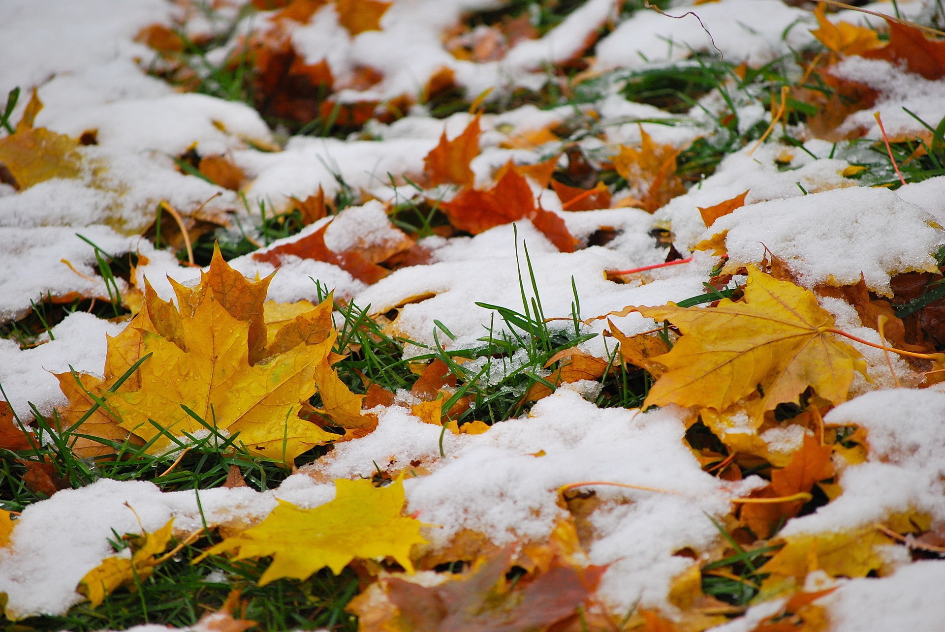 Сугробы листьев. Снежная осень. Поздняя осень. Ноябрь природа. Осень первый снег.