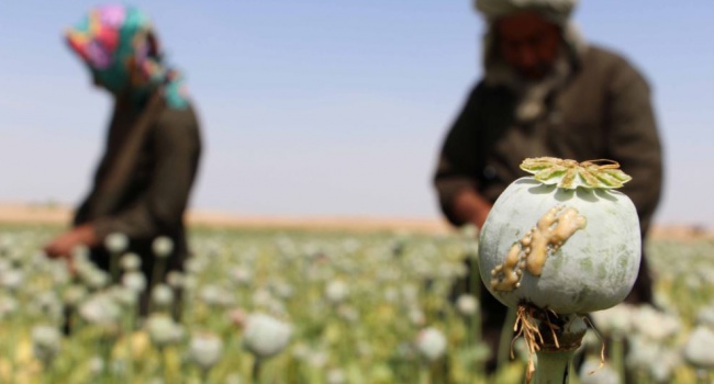 В ООН бояться зростання обсягів виробництва наркотиків в Афганістані
