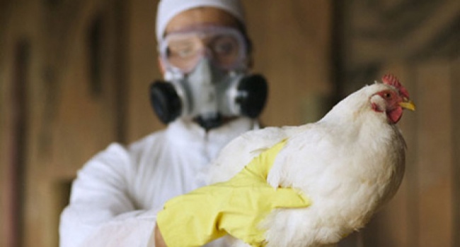Выявлены первые случаи птичьего гриппа в Украине