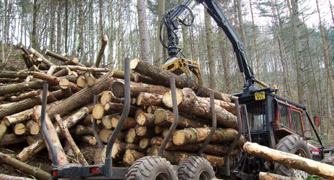 Закон о запрете на экспорт леса-кругляка есть, а Карпаты все равно «лысеют» – блогер
