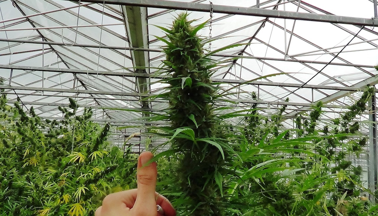 Парник для выращивании марихуаны где на урале растет конопля