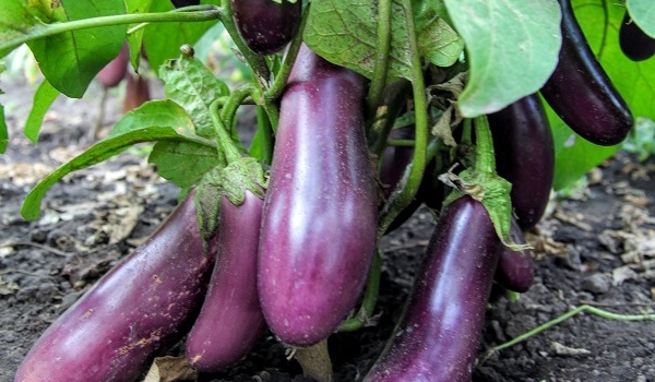 Ученые из Германии нашли овощ, решающий проблему никотиновой зависимости