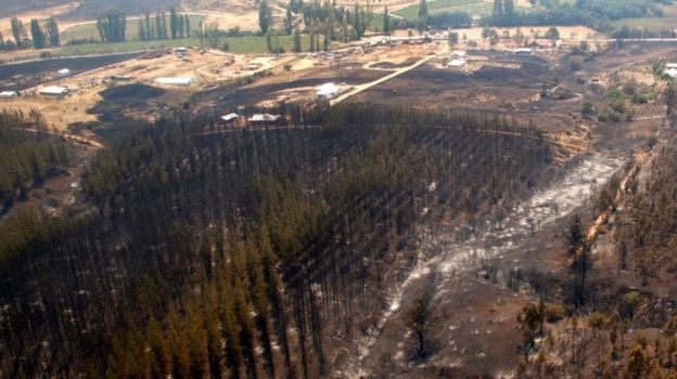 Пожары уничтожили десятки тысяч гектаров леса на Чили