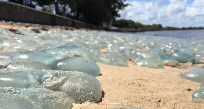 Побережье Австралии «захватили» медузы, - фото