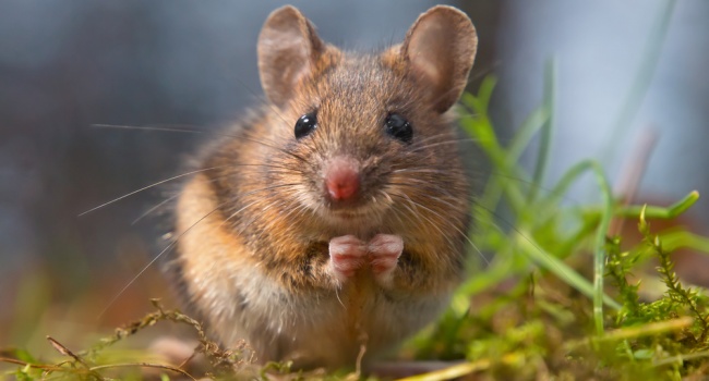 Ученые научились замедлять процесс старения у мышей