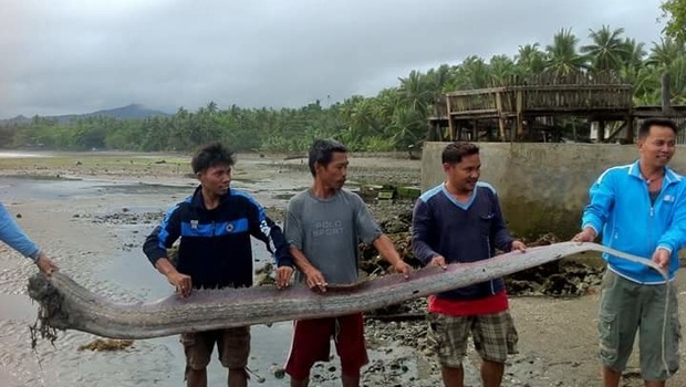 Жители Филиппин обнаружили «морское чудовище»