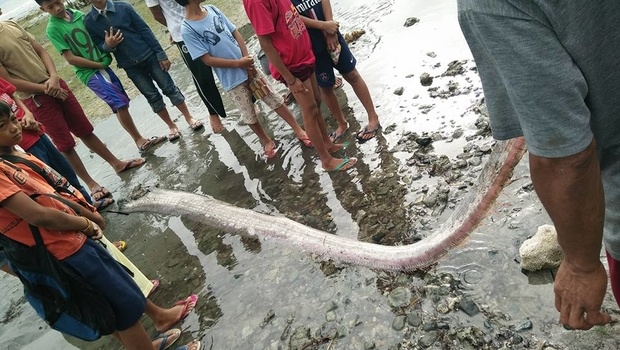 Жители Филиппин обнаружили «морское чудовище»