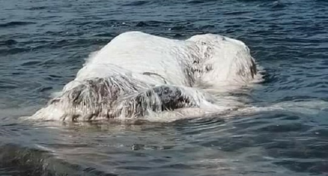 «Волосатое чудовище» выбросило на побережье Филиппин — СМИ