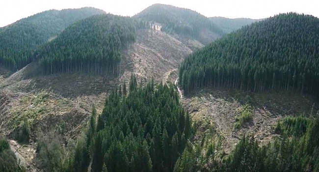 Эксперт: за последние 25 лет 100 000 гектаров карпатских лесов просто было потеряно