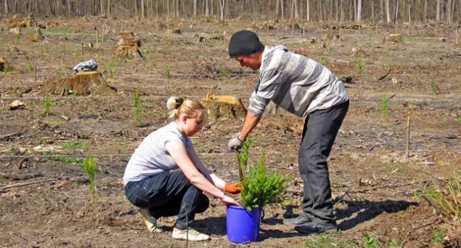У Карпатах буде посаджено 20 тисяч нових дерев