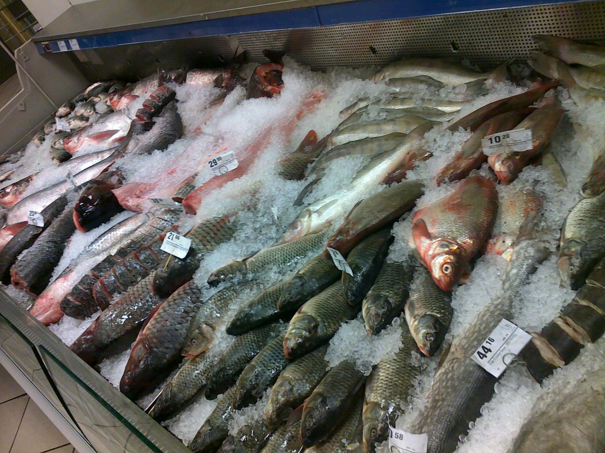 Рыбный прилавок. Рыба на прилавке. Прилавок с рыбой на рынке. Рынок мороженой рыбы.