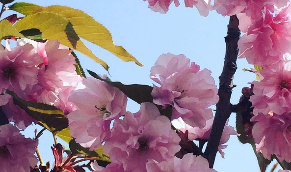 Весна пришла: в парке «Киото» зацвела сакура