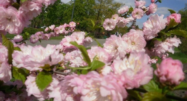 Весна пришла: в парке «Киото» зацвела сакура