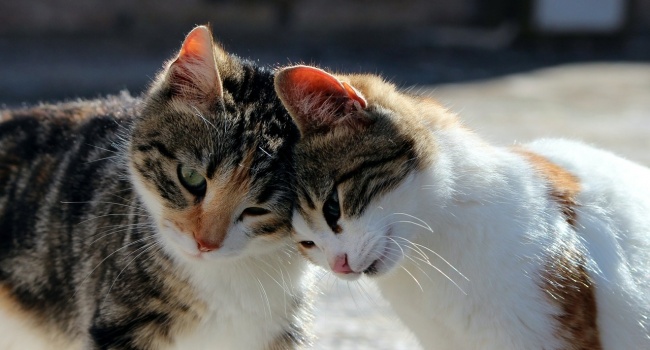 Ученые: кошки – самые опасные домашние животные