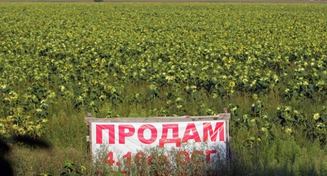 Тимошенко, Бойко, Ляшко борются за то, чтобы землей селян и дальше распоряжались олигархи, а не настоящие ее владельцы, – эксперт Тимошенко, Бойко, Ляшко борются за то, чтобы землей селян и дальше распоряжались олигархи, а не настоящие ее владельцы, – эксперт