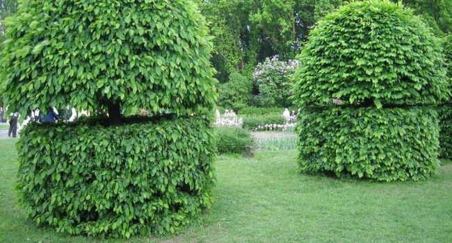 Сотрудники ГСЧС ликвидировали страшную находку в Ботаническом саду Киева
