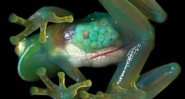  В бассейне Амазонки найдены уникальные лягушки