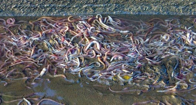Ливень из червей и рыбы: самые необычные дожди на планете, - фото