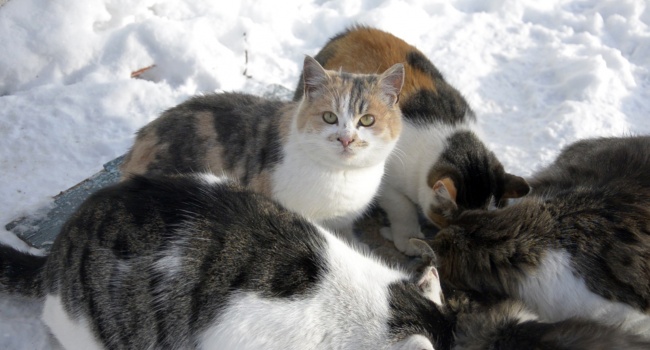 У Києві заборонили виловлювати безпритульних котів