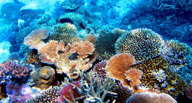 Стала відома вартість Великого Бар’єрного рифу 