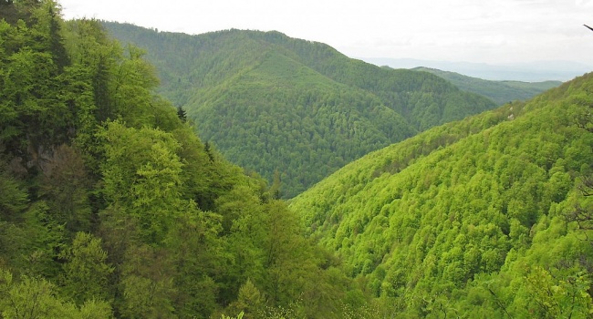 Карпатские леса внесены в список Всемирного наследия ЮНЕСКО